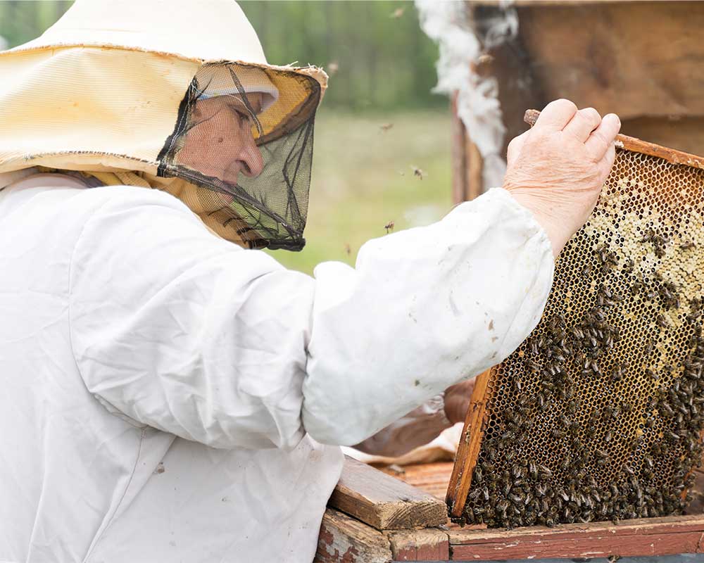 تخته سه لایه چه نقشی در کاربرد تخته چند لایه در کندوی زنبور عسل دارد؟