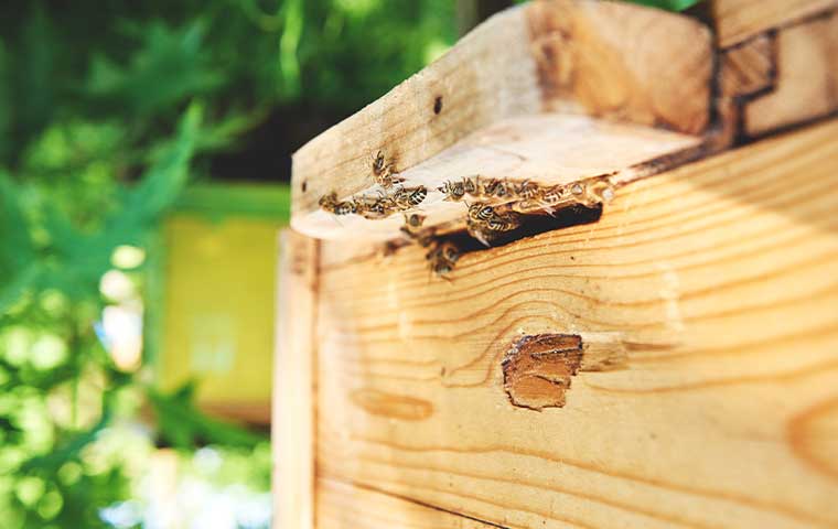استفاده پلای وود در کندوی زنبور عسل یکی از مقرون به صرفه ترین راه در این کسب و کار است.