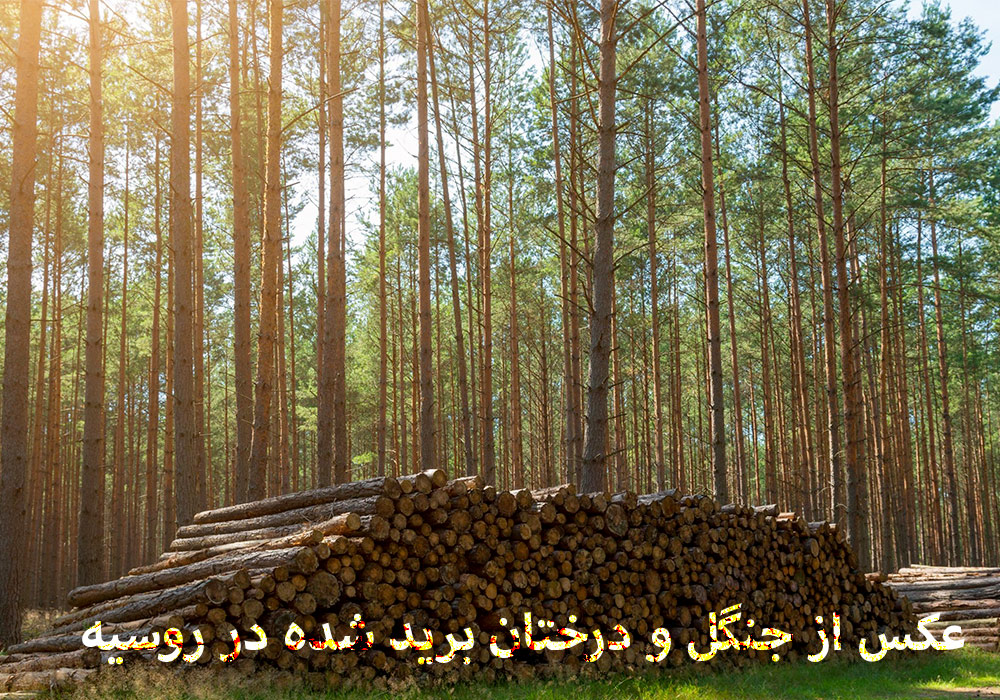 چوب روسی یکی از پرطرفدارترین چوب ها در بین ما ایرانیان است چونه این کشور به ما نزدیک بوده و هزینه انتقال نیز پایین تر است