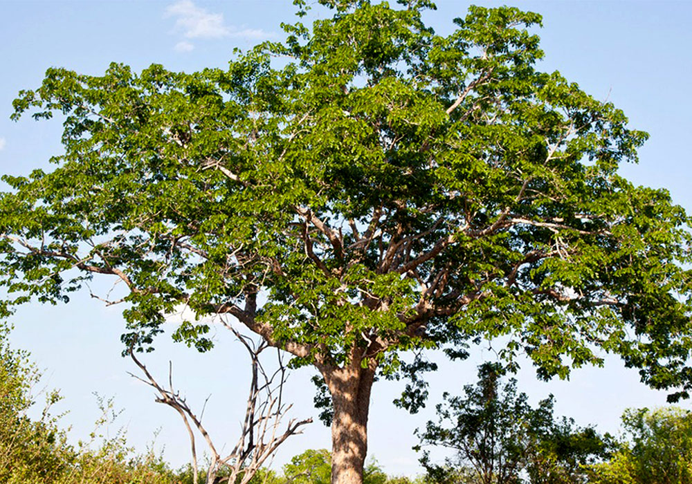 چوب ماهون از درختی با نام علمی  swietenia mahagoni تهیه می شود.